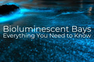 bioluminescent water with text overlay bioluminescent bays everything you need to know